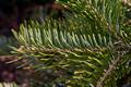 Abies holophylla IMG_8364 Jodła mandżurska